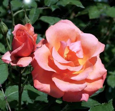 Купить Роза Булевард 60 см с доставкой в Рязани | АМСТЕРДАМ - Цветы и  подарки