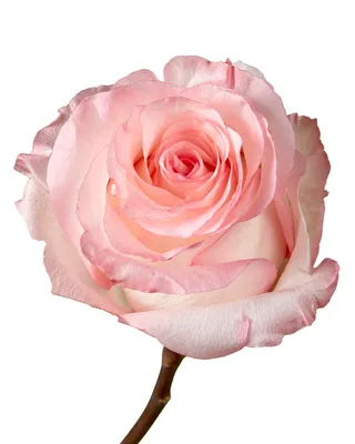 Букет 21 розовая роза с огромным бутоном «Boulevard» купить с доставкой в  СПб