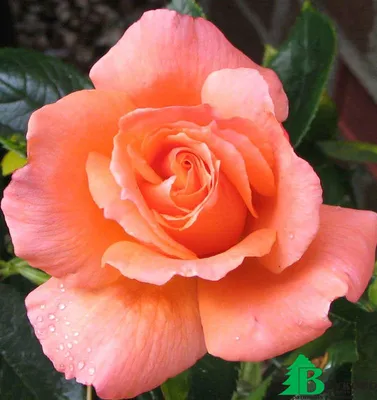 Rose (Rosa 'Sunset Boulevard') - Stock Image - C007/4891 - Science Photo  Library