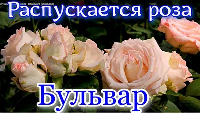 21 роза \"Boulevard\" купить с доставкой по Донецку и ДНР - Don Amur