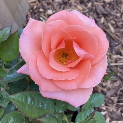 The Flower Estate - Boulevard, an Ecuadorian rose variety with the perfect  blend of white and pink. One dozen of these beauties are styled in this  bouquet framed with green and pink