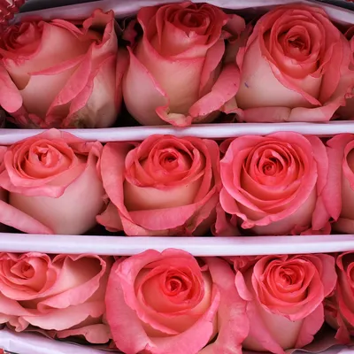 Роза \"Сансет Булевар\" (Rose Sunset Boulevard) - Розы полиантовые (Каталог  полиантовых роз) - Розы - Каталог - Pitomnic.com