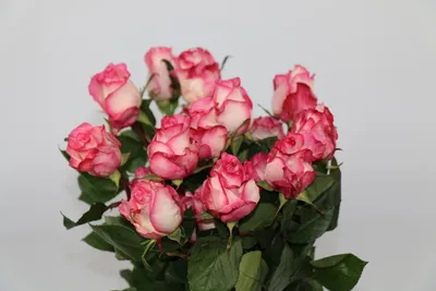 Roses assortment - Flowex