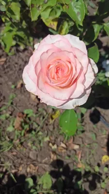 EQR Equatoroses - Meet Boulevard! . Sassy and brilliant bicolor rose.  Boulevard's shades of marshmallow and blush makes her a hopeless romantic.  . . #EQRoses #ecuadorianqualityroses #blossominglife #flowergeneral  #ecuadorianroses #roses #flowerstagram ...