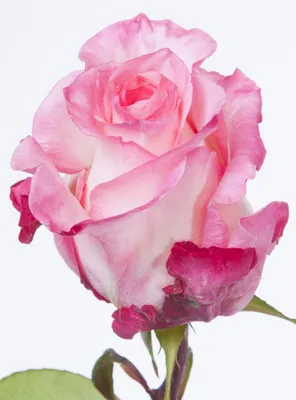 BOULEVARD a White/Pink rose from Ecuador