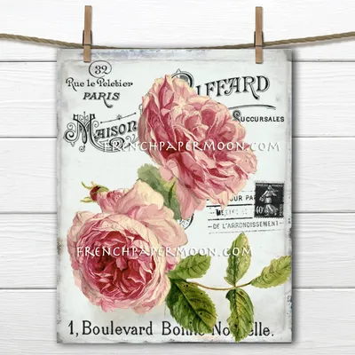 Rose creme/rosa Boulevard (Ec) 50cm (Rosen Ecuador) | Heyl -  Blumengroßhandel / Floristikgroßhandel