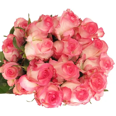 Fresh Rose Petals — Valley Girl Flowers