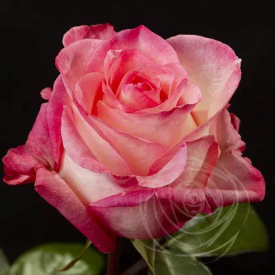 Rose 'Boulevard' | Wedding flower types, Pink flowers, Wholesale flowers
