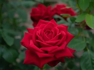 Чайно-гибридные розы Burgund 81 (Loving Memory, Red Cedar, The Macarthur  Rose) - купить сорт в питомнике, саженцы в Санкт-Петербурге