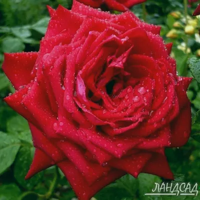 Роза чайно-гибридная Бургунд (Burgund 81) - Чайно гибридные розы, купить с  доставкой по Москве и Московской области, сорта, цены за штуку, названия,  фото