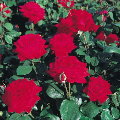 Роза чайно-гибридная Бургунд (Burgund 81) - Чайно гибридные розы, купить с  доставкой по Москве и Московской области, сорта, цены за штуку, названия,  фото