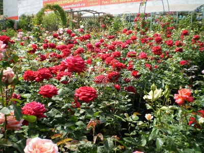Чайно-гибридная роза Бургунд 81🌹🌹🌹 Здоровая и надëжная роза с  роскошными, огромными цветами( 15-16см).Цветок очень красивый насыщенного…  | Instagram