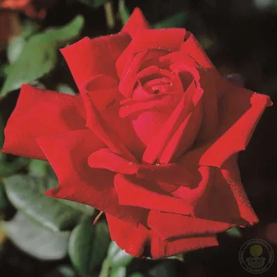 Роза Бургунд-81 чайно-гибридная темно-красная