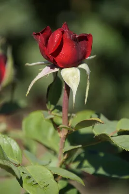 Розы моего сада. Роза непрерывного цветения Бургунд 81 | Мой мир Мои розы |  Дзен