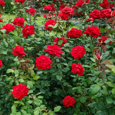 Саженцы розы бургунд 81 купить в Москве по цене от 690 рублей