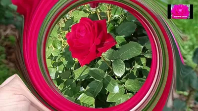 Роза Бургунди 81 Розоцветные - Бесплатное фото на Pixabay - Pixabay