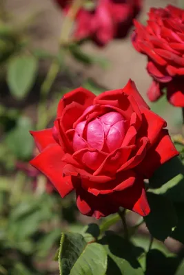 Burgund 81 - самая выносливая роза, старожил моего сада | Розовый сибирский  сад | Дзен