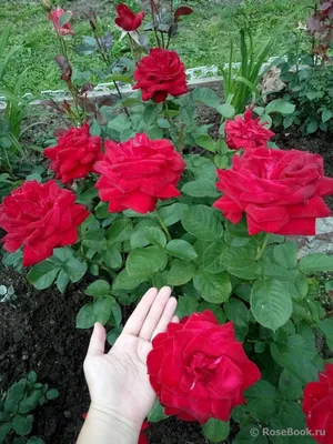 Галерея - Burgund 81 (KORgund, Loving Memory, Red Cedar, The Macarthur Rose)  - Энциклопедия роз