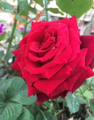 Роза Burgund 81 (Бургунд 81) – купить саженцы роз в питомнике в Москве