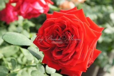 Роза Бургунд 81 (Burgund 81) троянда чайно-гібридна Киев, лучшая це...