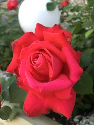 Burgund 81 - самая выносливая роза, старожил моего сада | Розовый сибирский  сад | Дзен