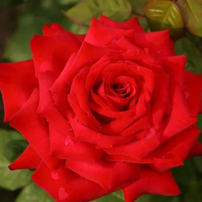 Роза Бургунд 81 KORDES (Burgund 81) - саженцы лицензионных роз купить в  Астане, доставка почтой по Казахстану, недорого в интернет-магазине