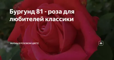 Бургунд 81 - роза для любителей классики | Жизнь в розовом цвете | Дзен