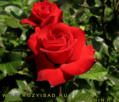 Идеал касной розы найден! Роза Бургунд 81 - значимый юбилей 15 лет - моя  первая роза! - YouTube