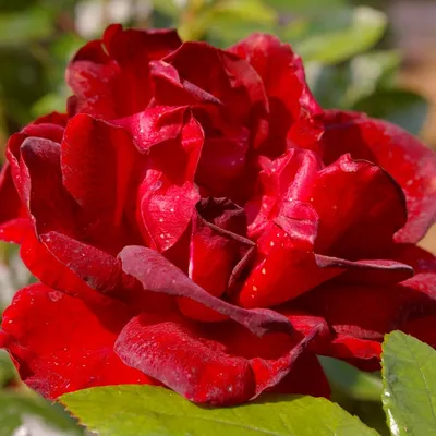 Burgund 81 саженцы роз в питомнике | Гармония сада