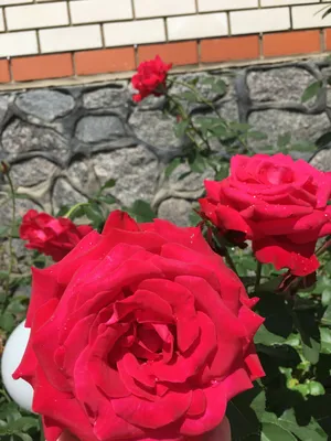 Купити саджанці троянд недорого Лубни | Бургунд 81
