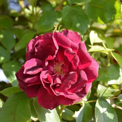 По английскому типу. Жительница Воронежской области разбила сад из 250  сортов роз