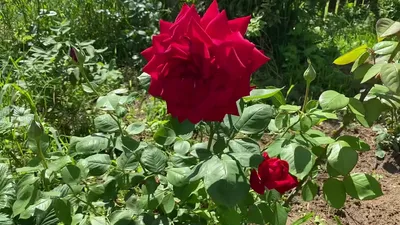 Бургунд 81 - роза для любителей классики | Жизнь в розовом цвете | Дзен
