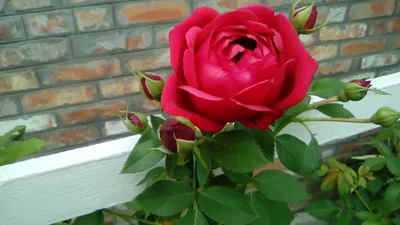 81 роза купить в Москве ✿ Доставка: 0 ₽ при заказе от 3 000 ₽ ✿ Букеты  цветов от Venus in Fleurs