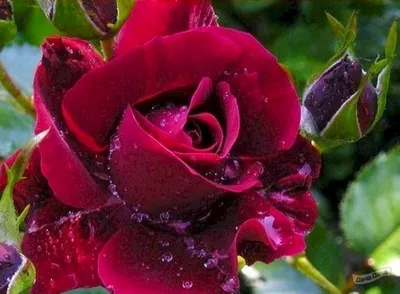 Розы и Сад. Чайно-гибридная роза Бургунд 81 (KORgund, Loving Memory, Red  Cedar, The Macarthur Rose) (Burgund 81) , справочник розы от Усынин Р.А.