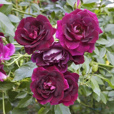 Роза Burgund 81 (Бургунд 81) – купить саженцы роз в питомнике в Москве