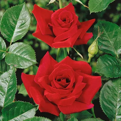 Галерея - Burgund 81 (KORgund, Loving Memory, Red Cedar, The Macarthur Rose)  - Энциклопедия роз