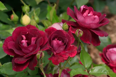 Розы моего сада. Burgund 81 (Бургунд81) | Мой мир Мои розы | Дзен