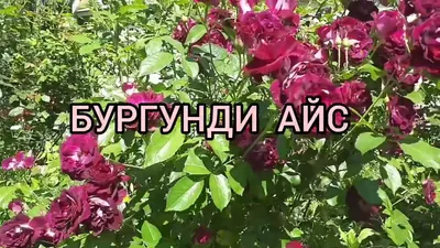 Роза Бургунди Айс - купить в Минске, доставка почтой по Беларуси, недорого  в интернет-магазине, цены