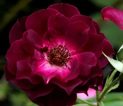 Роза Бургунди Айс (канад.флориб. фиолет.)