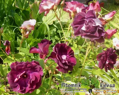 Саженцы розы флорибунда Бургунди Айс (Burgundy Ice) купить в Москве по цене  от 1 800 до 3060 руб. - питомник растений Элитный Сад