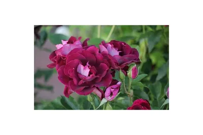 Роза Burgundy Ice: описание, фото, отзывы — RoseCatalog.ru