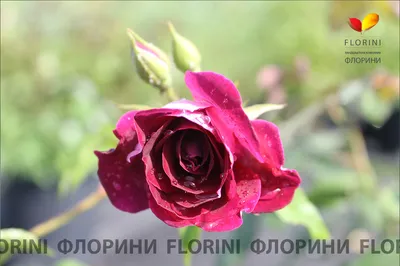 Роза Бургунди Айс | саженцы пурпурной, сливовой розы