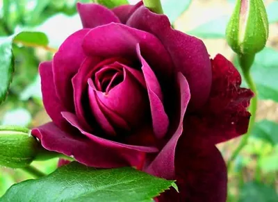 Роза Бургунди Айс (Burgundy Ice) - ТОПовая красотка. Лучшая лиловая  флорибунда. - YouTube