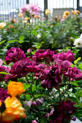 Розы. Великолепие второго цветения : 100 Idees Jardin, Inka, Burgundy Ice,  The Alnwick Rose. - YouTube
