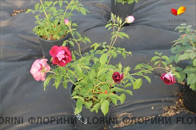 Бургунди Айс (Burgundy Ice) | Цветок, Розы, Сад
