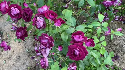 Купить Роза флорибунда Бургунди Айс Rosa floribunda Burgundy Ice - в  питомнике Флорини