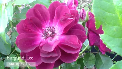 Купить Роза флорибунда Бургунди Айс Rosa floribunda Burgundy Ice - в  питомнике Флорини