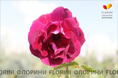 Burgundy Ice very generous long-lasting flowering floribunda for the second  year in Ukrainian garden - YouTube