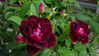 Купить Роза флорибунда Бургунди Айс Rosa floribunda Burgundy Ice - в  питомнике Флорини