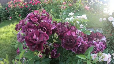 Роза 'Бургунди Айс' (флорибунда) (винно-пурпурная) купить по цене 700,00  руб. руб. в Москве в садовом центре Южный